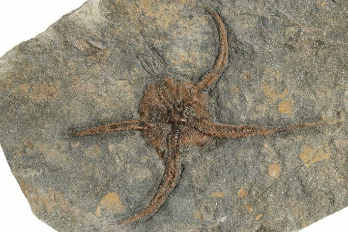 Ordovician Brittle Star (Ophiura) - Morocco #251282